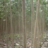 楊樹基地，常年銷售各種規(guī)格，量大優(yōu)惠