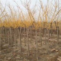 金枝槐的市場銷售價(jià)格