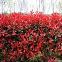 宿松苗木紅葉石楠球