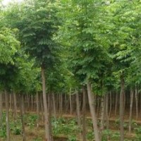 供應(yīng)白蠟，精品白蠟，各種規(guī)格白蠟