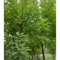 供應(yīng)國槐，精品國槐，各種規(guī)格國槐，老式國槐