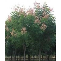 供應(yīng)欒樹，各種規(guī)格欒樹，花型好