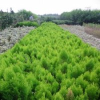 冠幅150公分灑金柏球的批發(fā)價(jià)格