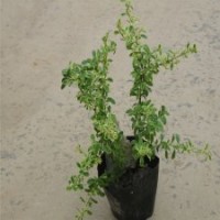 火棘球基地大量批發(fā)，量大優(yōu)惠