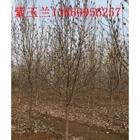 10公分的紫玉蘭13869956257