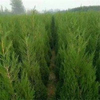 80公分塔柏的批發(fā)價格是3.5元