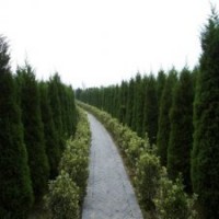 產(chǎn)地直銷200公分圓柏_批發(fā)價23元