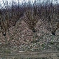 江蘇榆葉梅基地大榆葉梅樹(shù)的批發(fā)價(jià)格