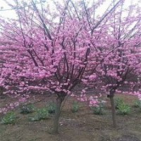 基地3公分榆葉梅樹(shù)苗的價(jià)格