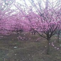 3-10公分榆葉梅的批發(fā)價(jià)格