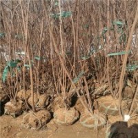 產地大量2公分的臘梅花苗，都是精品低價苗