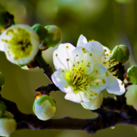 廠家直銷5公分的綠梅樹，保證質(zhì)量