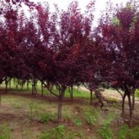 供應(yīng)3-10公分紅葉李價(jià)格