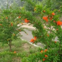 牡丹花石榴基地各種規(guī)格的價格