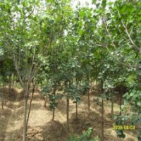 地徑9公分丁香樹批發(fā)價格是320元