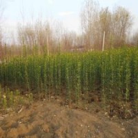 大型的北海道黃楊基地，1.2米的報(bào)價(jià)是3.5元