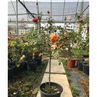 棒棒糖月季萬華鏡歐月微型樹玫瑰