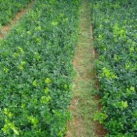 湖南綠化苗木花木無刺枸骨小苗無刺枸骨造型無刺枸骨球