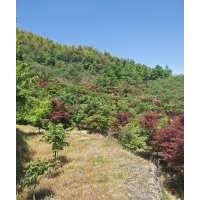 供應(yīng)櫻花紅梅紅楓雞爪槭三角楓紅葉石楠紅葉李出售