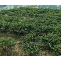 供應(yīng)精品雞爪槭紅楓海棠紅葉石楠櫻花梅花垂絲海棠紅葉李