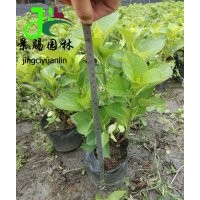 成都供應(yīng)繡球花（無盡夏）批發(fā)