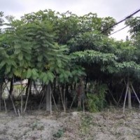 供應(yīng)盆架子