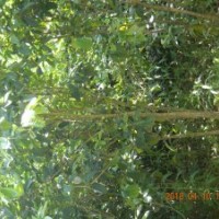 供應(yīng)四季桂