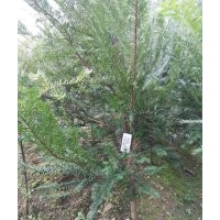 供應(yīng)紅豆杉