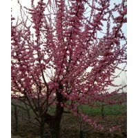 14-18公分紅梅出售！