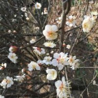 江梅 梅花供應(yīng)