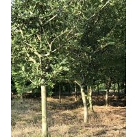 供應(yīng)精品雞爪槭紅楓海棠桂花櫻花紅梅無(wú)患子出售