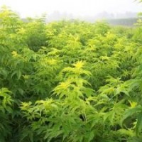 廊坊綠化苗木接骨木