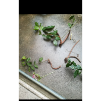 有杠柳白蘞雞血藤