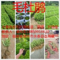 福建千萬毛杜鵑芽苗基地1毛，泉州毛杜鵑地苗價格，福建毛杜鵑杯