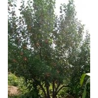 八棱海棠之鄉(xiāng)海棠樹15公分冠幅400高度350 河北張家口八棱海棠樹