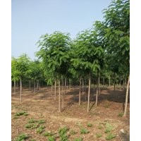 保定12公分香花槐價(jià)格