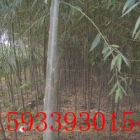 速生柳 速生柳基地 速生柳小苗 平頭速生柳