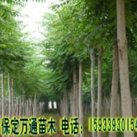 金葉榆 6公分金葉榆 金葉榆基地