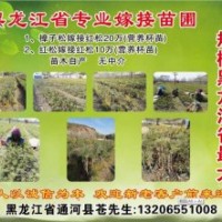 樟子松嫁接紅松20萬(wàn)（營(yíng)養(yǎng)杯苗）