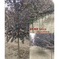 出售苗圃紫葉稠李6-9公分
