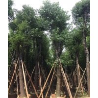 香樟 胸徑20cm 香樟廣東華盛基地直銷 園林景觀工程供應(yīng)