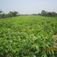 蘋(píng)果苗 核桃苗 櫻桃苗 棗樹(shù)苗