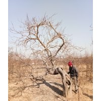 八棱海棠樹之鄉(xiāng) 八棱海棠樹冬季移植成活高(圖)