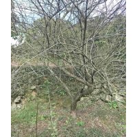 供應(yīng)精品雞爪槭紅楓羽毛楓櫻花海棠桂花紅梅
