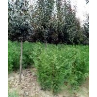供側(cè)柏營養(yǎng)杯苗，河南檜，雪松，蜀檜，龍柏，沙地柏，灑金柏