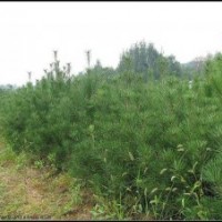 1米白皮松出售、1米白皮松大量出售