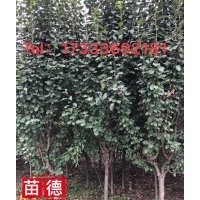 京津冀廊坊德正 供應(yīng)2000棵8cm八棱海棠