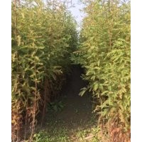 苗圃直供池杉小苗