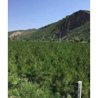 樟子松、油松，2米、2.5米、3米的都有