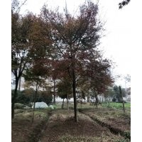 供應(yīng)大規(guī)格雞爪槭紅楓海棠桂花紅梅櫻花羽毛楓無(wú)患子